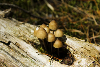 Mushrooms and moss macro, head and texture of mushroom in the forest. mushroom species.