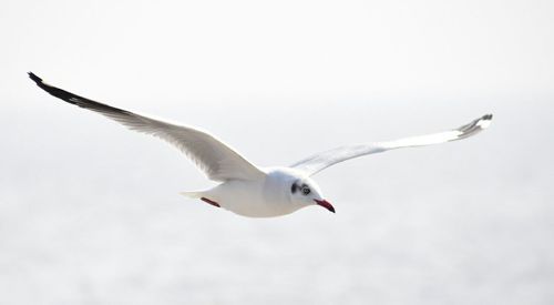 Close-up of seagull flying against sky