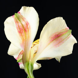 Close-up of pink flower against black background