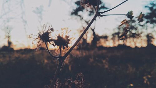 Close-up of silhouette plant during sunset