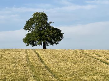 Scenic view of agricultural field against sky