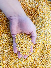 Cropped hand of woman holding corns