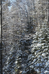 Full frame shot of tree trunk during winter