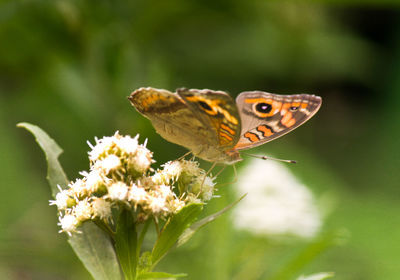 Side view of butterfly on flowers