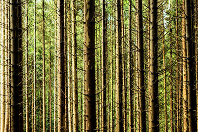 Pine trees in forest