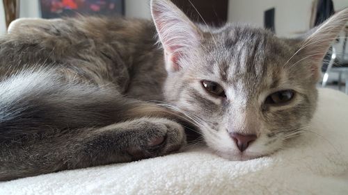 Close-up portrait of a cat at home