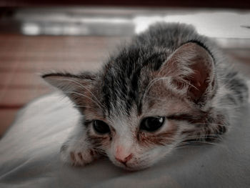 Close-up portrait of kitten relaxing on bed