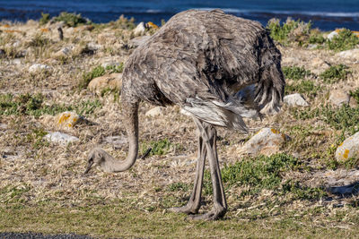 View of ostrich in wilderness, cape peninsula national park reserve, cape town, south africa