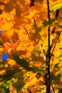 Close-up of yellow flower tree