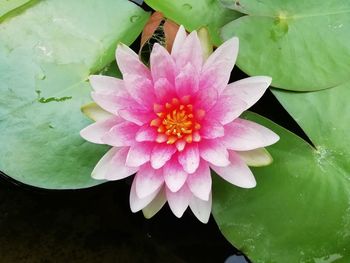 Close-up of lotus water lily in pond