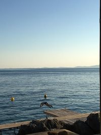 Seagull by sea against clear sky