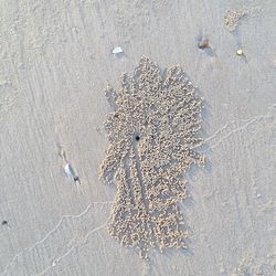 High angle view of starfish on beach
