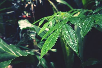 Close-up of wet plant