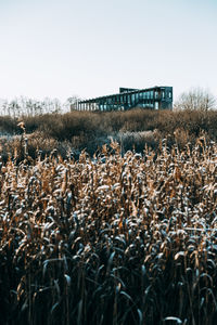 Plants growing on field against sky