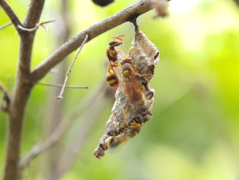 Close-up of bees hanging on branch