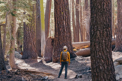 Rear view of man walking in forest