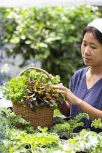 Woman hand picking and look fresh green lettuce in vegetable garden.