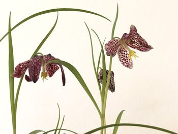 Close-up of wilted plant