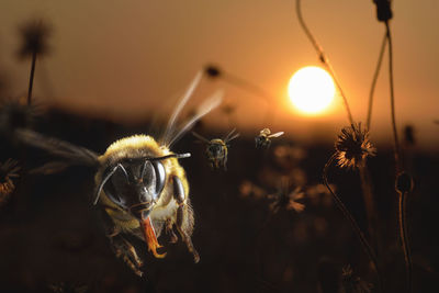 Close-up of insect on plant at sunset