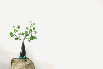 Close-up of plant against white background