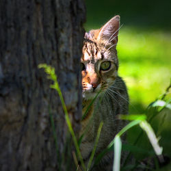 Close-up portrait of a cat