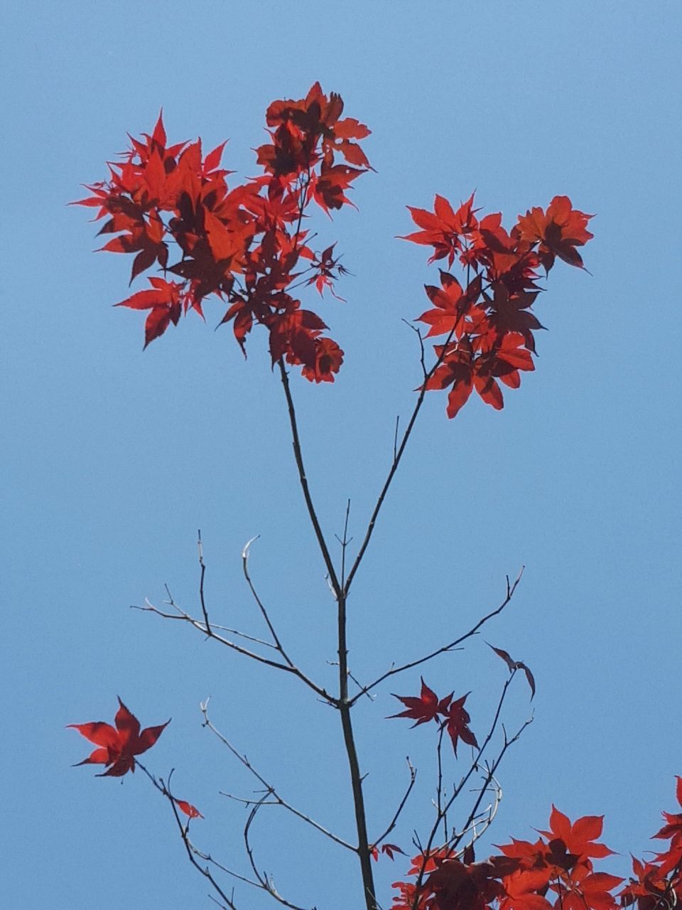 LOW ANGLE VIEW OF RED MAPLE TREE AGAINST CLEAR SKY