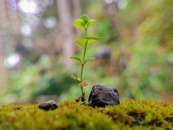 Close-up of plants growing at forest