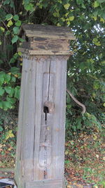 View of an animal on wood