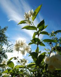 Low angle view of flowers blooming against blue sky