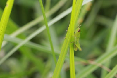 Close-up of insect on grass