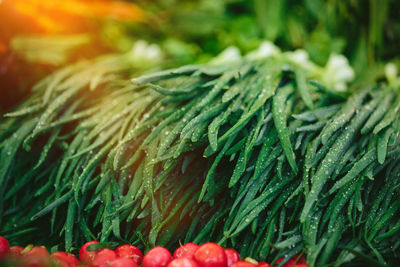 Green onions or leeks at farmers' market