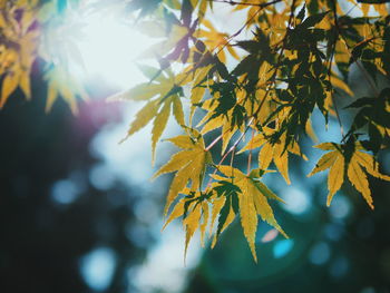 Close-up of maple tree during autumn