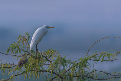 Bird perching on a tree