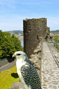 Bird perching on wooden post against sky