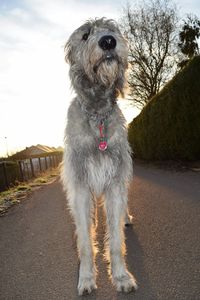 Portrait of dog sitting against sky