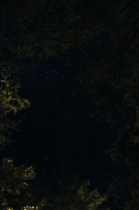 Low angle view of trees against sky at night