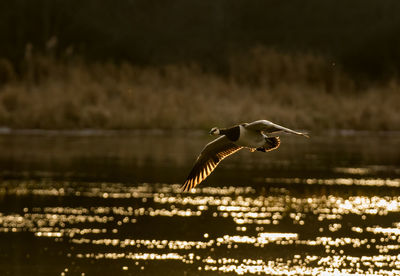 Bird flying over water