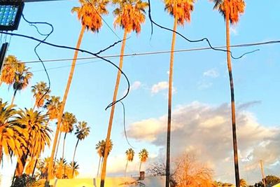 Low angle view of trees against sky