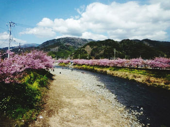 Scenic view of flowering plants by road against sky