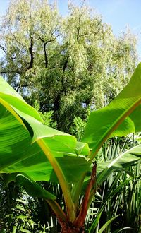 Trees growing in a park