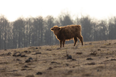 Innocence unveiled. adorable wild cow calf amidst early spring in northern europe