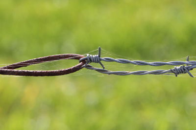 Close-up of barbed wire