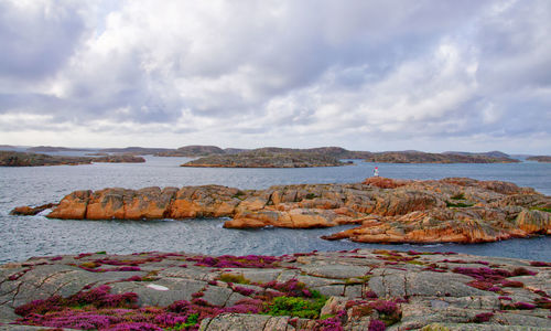 Flowering gorse on the sandstone coastline 