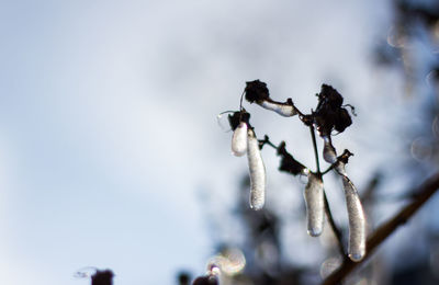 Close up of dead plant