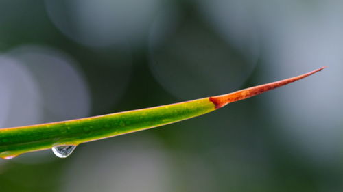 Raindrop on a leaf