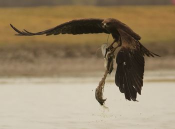 Golden eagle carrying fish while flying over lake