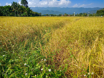 Scenic view of agricultural field against sky