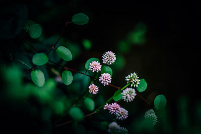 Close-up of flowers blooming outdoors