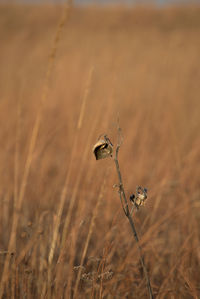 Seed pod in the prairie at dawn