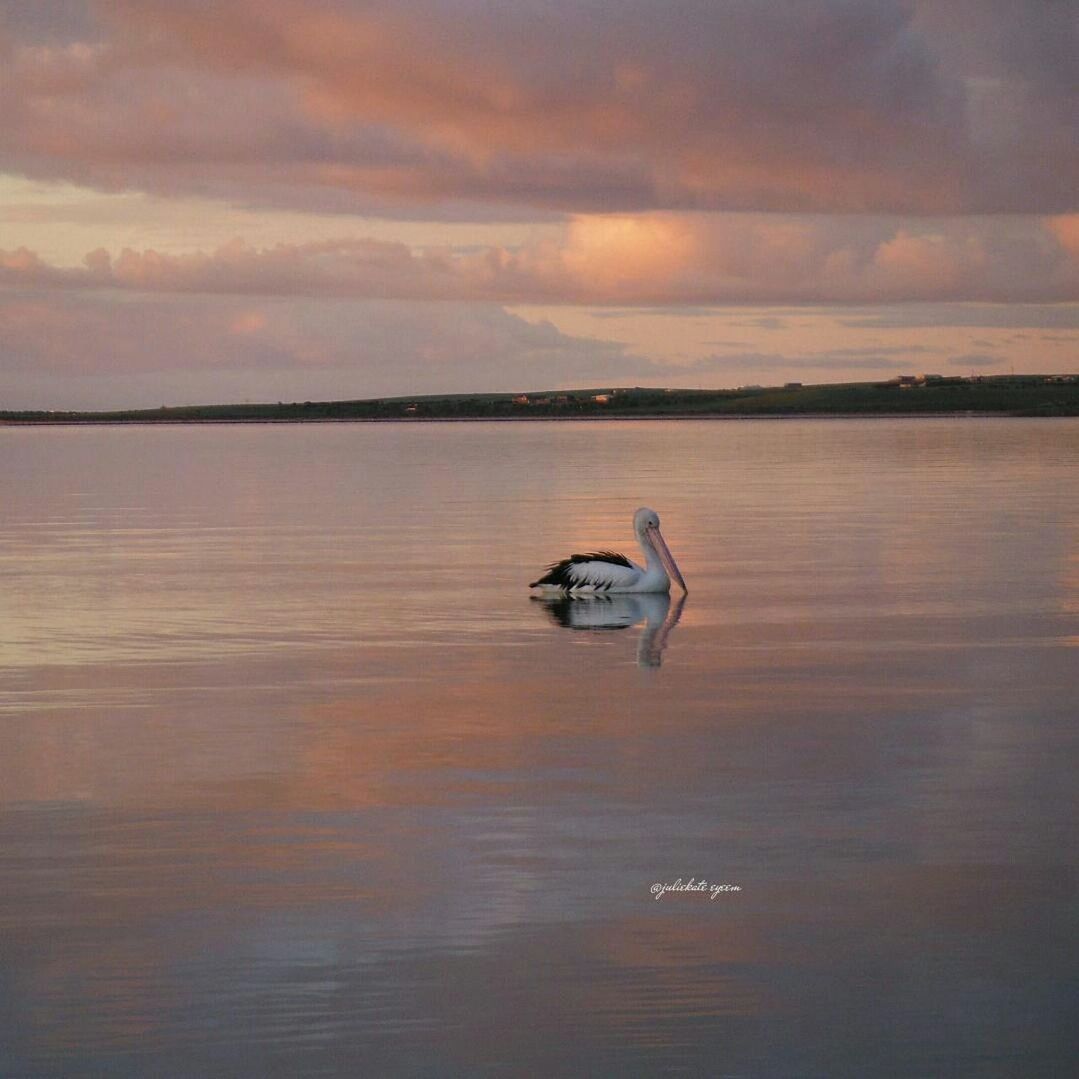 water, animal themes, sunset, bird, one animal, sky, cloud - sky, animals in the wild, lake, wildlife, tranquility, nature, tranquil scene, beauty in nature, sea, scenics, waterfront, reflection, cloudy, cloud